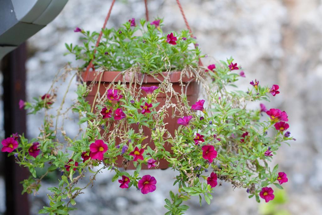 Guesthouse Hortenzija Mostar Ngoại thất bức ảnh